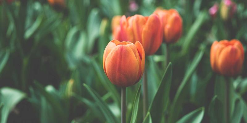 从信息仓库到智能大脑:IT服务台知识管理的禅意跃迁