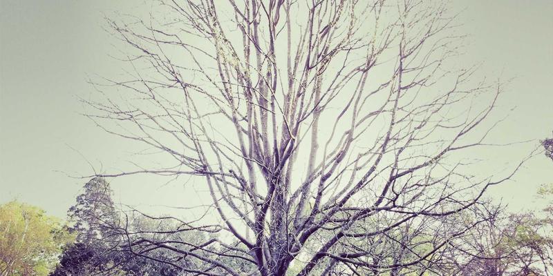 软件开发财务管理新范式：新蓝IT与禅意设计如何重塑预算与ROI分析